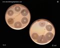 antibiotics susceptible escherichia coli